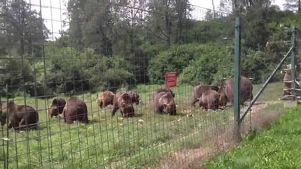 שמורת הדובים זארנשטי (Libearty Bear Sanctuary) היא שמורת טבע ייחודית, השוכנת בלב הרי הקרפטים, המוקדשת להצלה ושיקום של דובים חומים שניצלו מתנאים קשים כמו קרקסים, גני חיות פרטיים ואחזקות לא חוקיות. השמורה נועדה להעניק לדובים חומים חיים טובים יותר, במקום טבעי ובטוח, לאחר שנים של סבל בשבי. ניתן לצפות בדובים מטיילים, משחקים, מתרחצים בבריכות או פשוט נחים בצל העצים. השמורה היא מקום מחסה לדובים שהובאו לכאן מכל רחבי רומניה, חלקם עברו התעללות. השמורה מדמה את תנאי החיים הטבעיים של הדובים ויש בה צמחייה ובריכות מים, ובעיקר אפשרות לראות את הדובים ממש מקרוב. שימו 💛: אין כניסה לילדים מתחת לגיל 5 שעות פתיחה: שלישי-ראשון יש שלוש סיורים ביום בשעות 9.00 10.00 11.00 הביקור הוא עם סיור מודרך בלבד אתר: Home - Asociația Milioane de Prieteni (millionsoffriends.org)