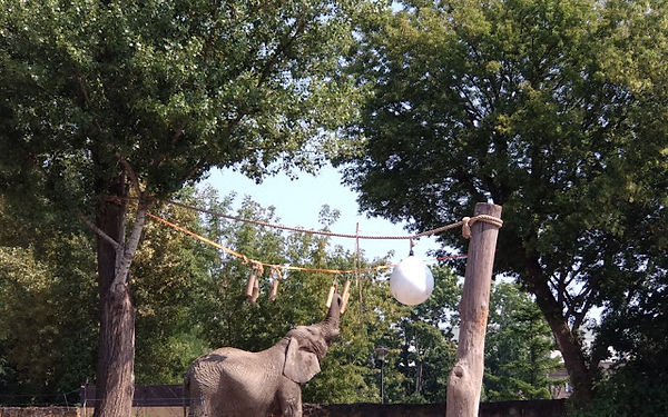 הגן החיות של ורשה (Warszawskie Zoo) מציע חווית ביקור מרהיבה למבקרים מכל הגילאים, עם למעלה מ-500 מיני בעלי חיים, ביניהם מיני בעלי חיים נדירים ומיוחדים. ​ הגן זואולוגי-מדעי הוקם ב-1928, רוב הגן אינו מקורה ולכן חובה להגיע בקיץ עם כובע. אם תגיעו מוקדם, יש מספר של עגלות בכניסה שניתן להסיע את הילדים הקטנים \ התיקים בקלות ובנוחיות.  האמת מאוד התרגשתי להגיע לגן החיות, זה לא בגלל שאני מתלהב סדרתי מלראות חיות סגורות מאחורי סוגר ובריח. האמת היא פשוטה, הרגשתי גאה להגיע לגן בעקבות הסרט "אשתו של שומר גן החיות" שבו מסופר על יאן ז'בינסקי שהיה מנהל גן החיות של ורשה ואשתו אנטונינה ז'בינסקי שלאורך שנות המלחמה הצילו בני הזוג קרוב ל-300 יהודים.  תקצו כמה שעות טובות לביקור כי הגן הוא גדול (40 דונם) ויש הרבה מה לראות. 