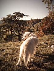 Hund_Altmühlfranken.jpg