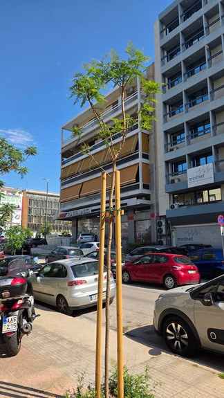 Νέες δενδροφυτεύσεις δίνουν “ανάσα” στις γειτονιές της Νέας Σμύρνης