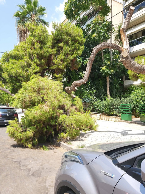 Πτώση μεγάλου κλαδιού πεύκου στη Μεγάλου Αλεξάνδρου επαναφέρει τη συζήτηση για το αστικό πράσινο στη Νέα Σμύρνη