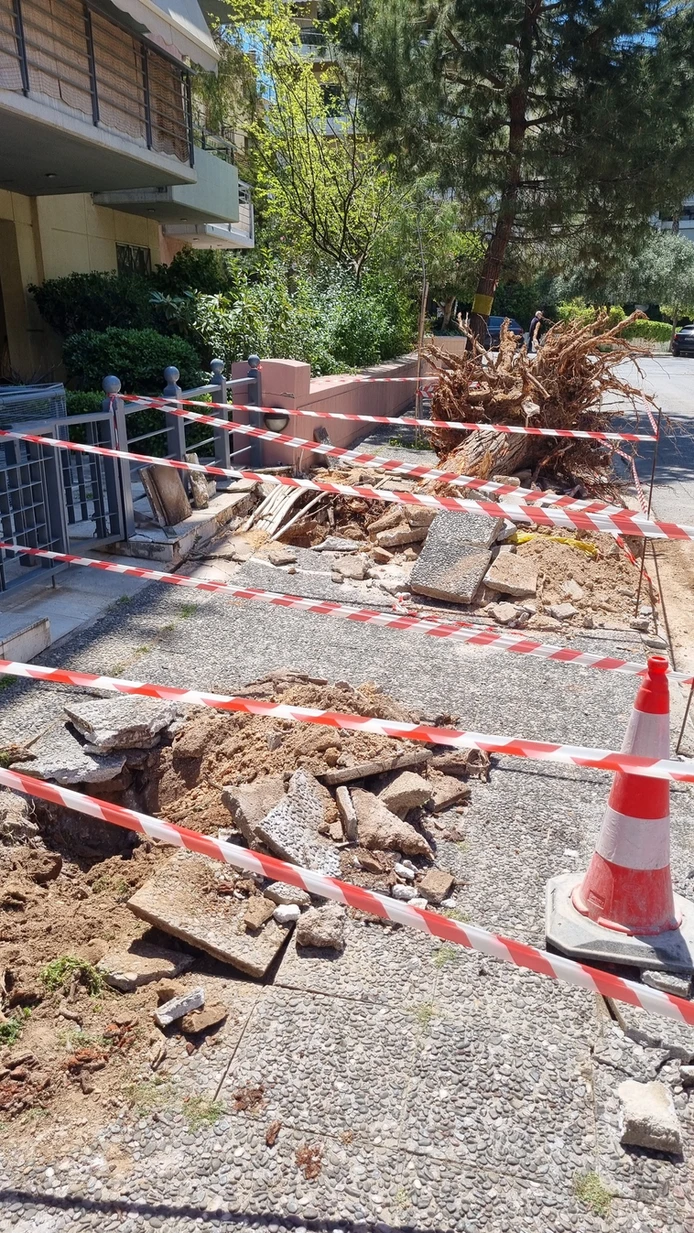 Το Παλαιό Φάληρο απομάκρυνε επικίνδυνο πεύκο και προχώρησε σε νέες δενδροφυτεύσεις - Η συζήτηση που ανοίγει για τη Νέα Σμύρνη