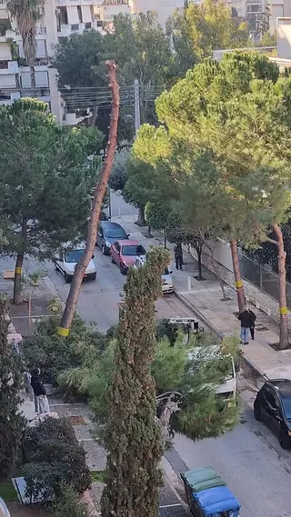 Το Παλαιό Φάληρο απομάκρυνε επικίνδυνο πεύκο και προχώρησε σε νέες δενδροφυτεύσεις - Η συζήτηση που ανοίγει για τη Νέα Σμύρνη