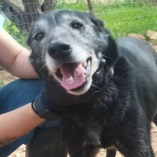 Αντιδράσεις στο Παλαιό Φάληρο για τη μεταφορά αδέσποτων σε πανσιόν – Τι απαντά ο δήμος (βίντεο)