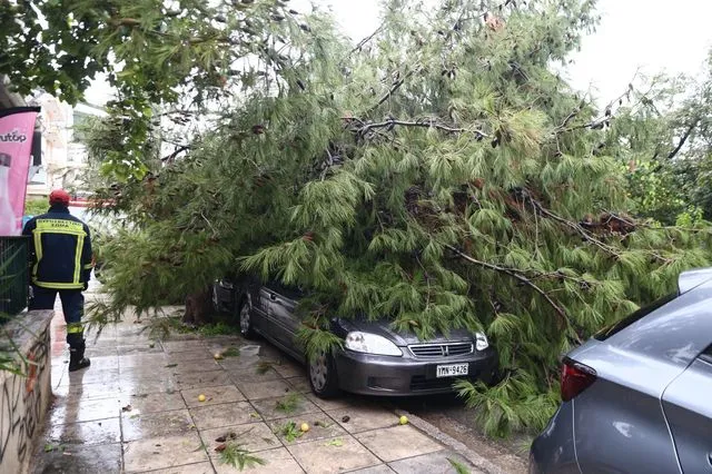 Πτώσεις δέντρων στις πόλεις: Τι συμβαίνει με το αστικό πράσινο – Περιστατικά και στο Παλαιό Φάληρο