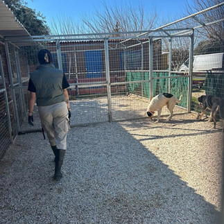 Αντιδράσεις στο Παλαιό Φάληρο για τη μεταφορά αδέσποτων σε πανσιόν – Τι απαντά ο δήμος (βίντεο)