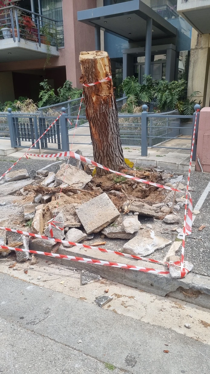 Το Παλαιό Φάληρο απομάκρυνε επικίνδυνο πεύκο και προχώρησε σε νέες δενδροφυτεύσεις - Η συζήτηση που ανοίγει για τη Νέα Σμύρνη