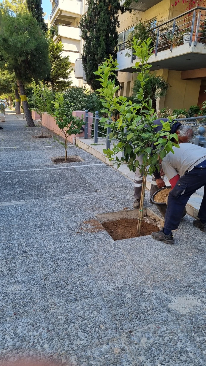 Το Παλαιό Φάληρο απομάκρυνε επικίνδυνο πεύκο και προχώρησε σε νέες δενδροφυτεύσεις - Η συζήτηση που ανοίγει για τη Νέα Σμύρνη