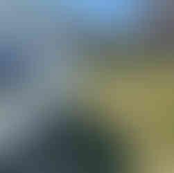 Αντιδράσεις στο Παλαιό Φάληρο για τη μεταφορά αδέσποτων σε πανσιόν – Τι απαντά ο δήμος (βίντεο)