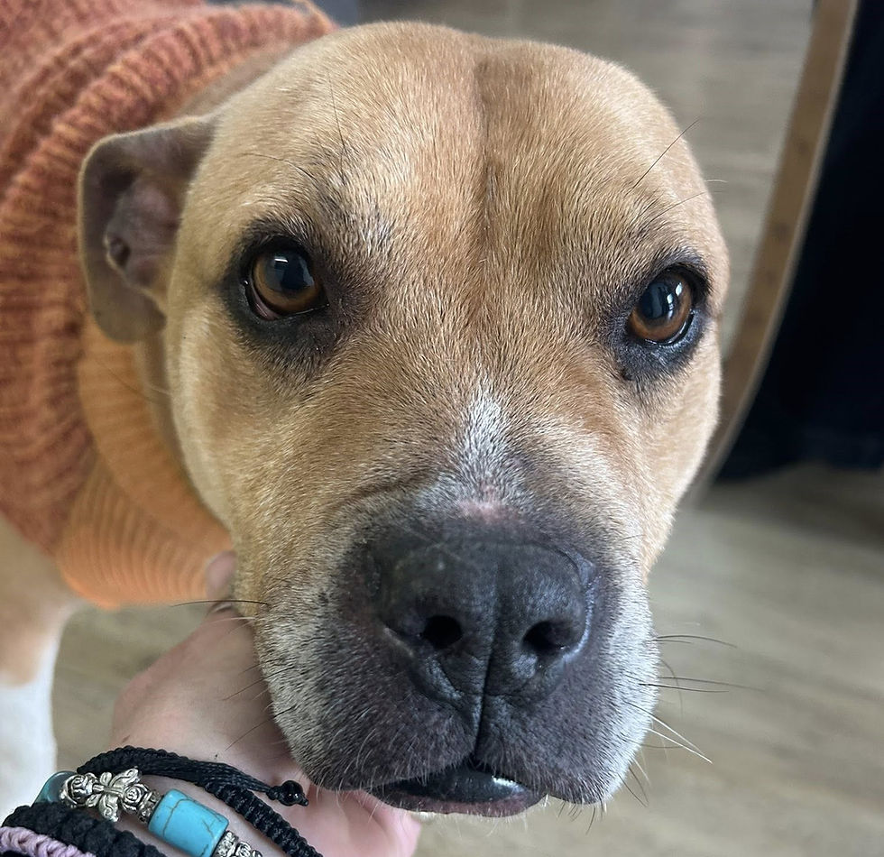 Μεγαλη διαμάχη γύρω από την διαχείριση των αδέσποτων ζώων στο Παλαιό Φάληρο