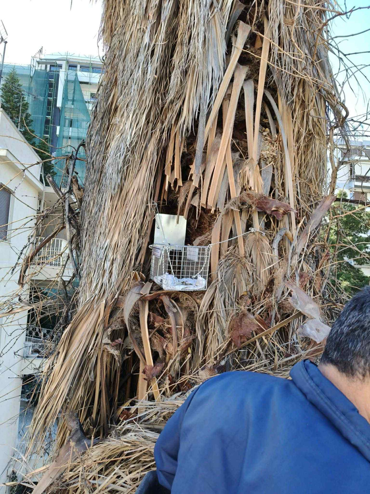 Διασώσεις στα… ύψη: Οι  «Αναρριχητές» του Παλαιού Φαλήρου σώζουν αδέσποτα ζώα