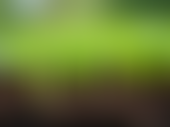 Discover the Nutritional Benefits of Microgreens