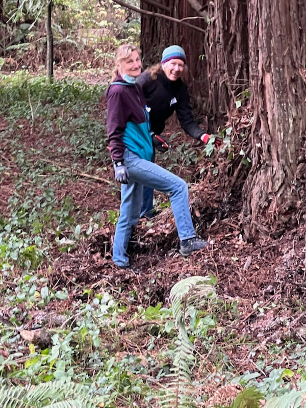 Tree Ivy crew shares their progress!