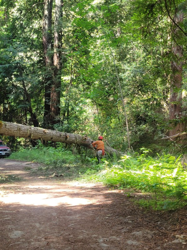 Tree blocking fire road