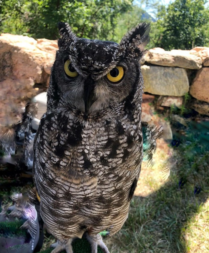 Leaf gufo reale africano.jpg