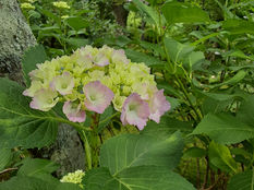 2つの古都のための音楽朗読劇―片山柊ピアノリサイタル（京都公演）