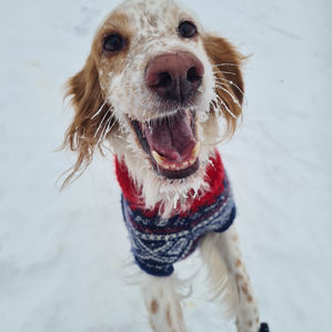 Alcatraz på fire bein