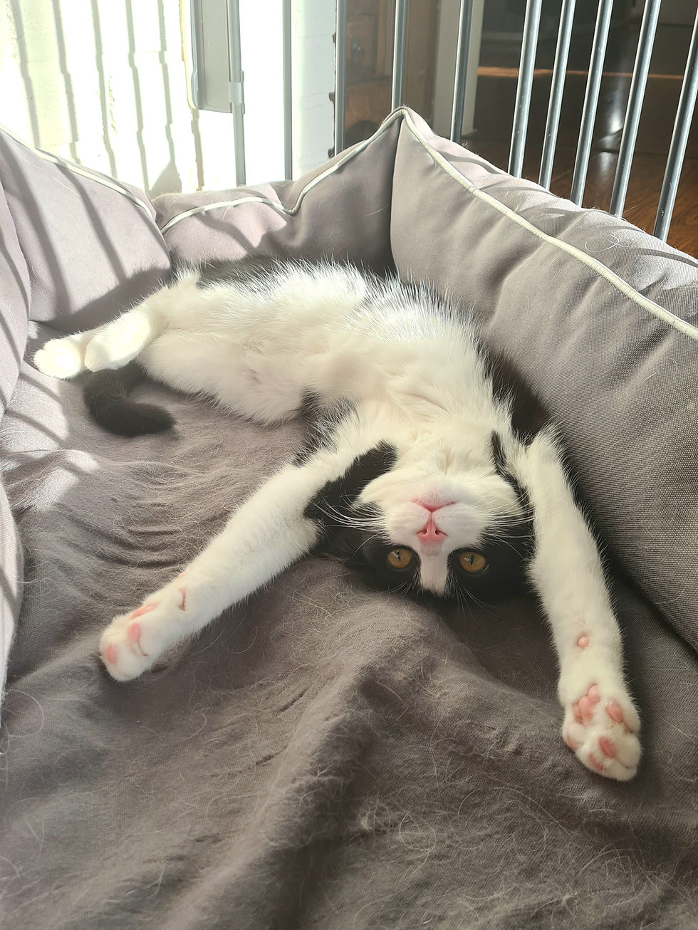 Enehersker i hundesenga – En hyllest til regionens egne Ghostbusters