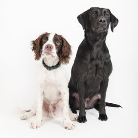 Kampen om hund nummer to