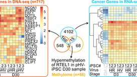 First human cell based model of genotoxicity published