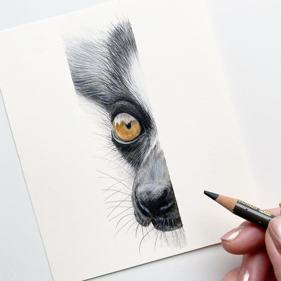 Lemur face study