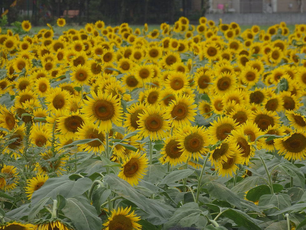 ひまわりフェスティバル