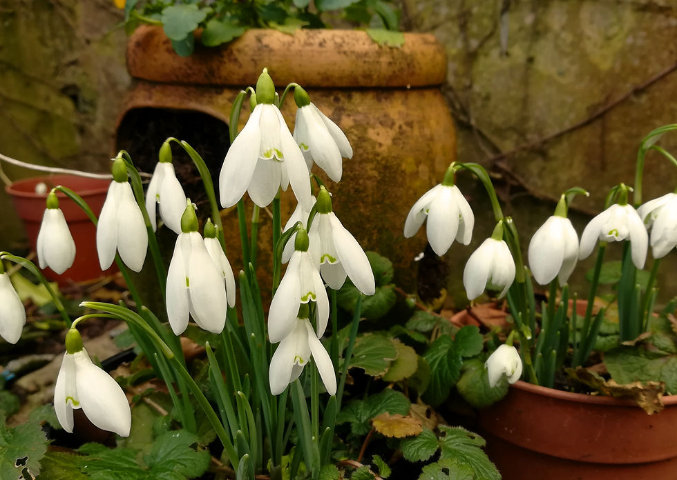 snowdrops