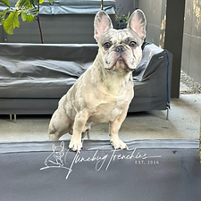 Blue Sable Merle French Bulldog