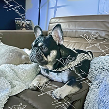 Chocolate and Tan French Bulldog