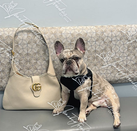 Blue Sable Merle French Bulldog