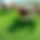 Thumbnail: Artificial grass laying