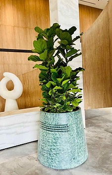 Indoor plants