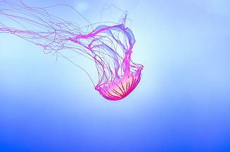 jelly-fish-1288736_1920.jpg