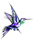 humming bird vector 1.png