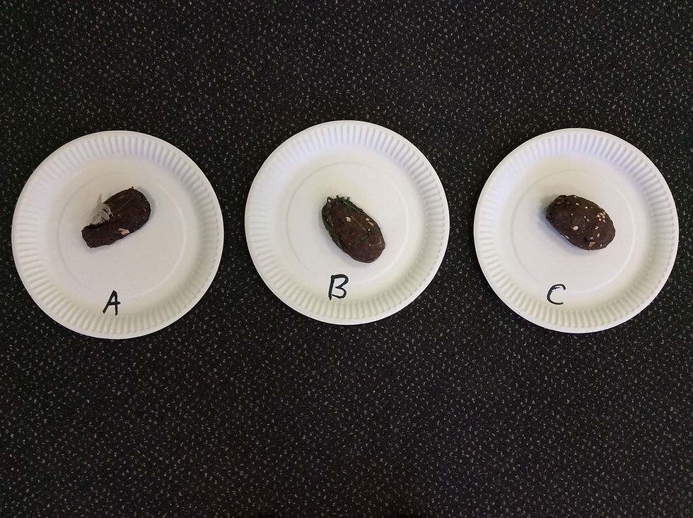 Class 1's Poo Experiment