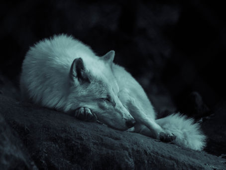 Manuscript vs Myth: Lycanthropy and Other Chronic Illnesses