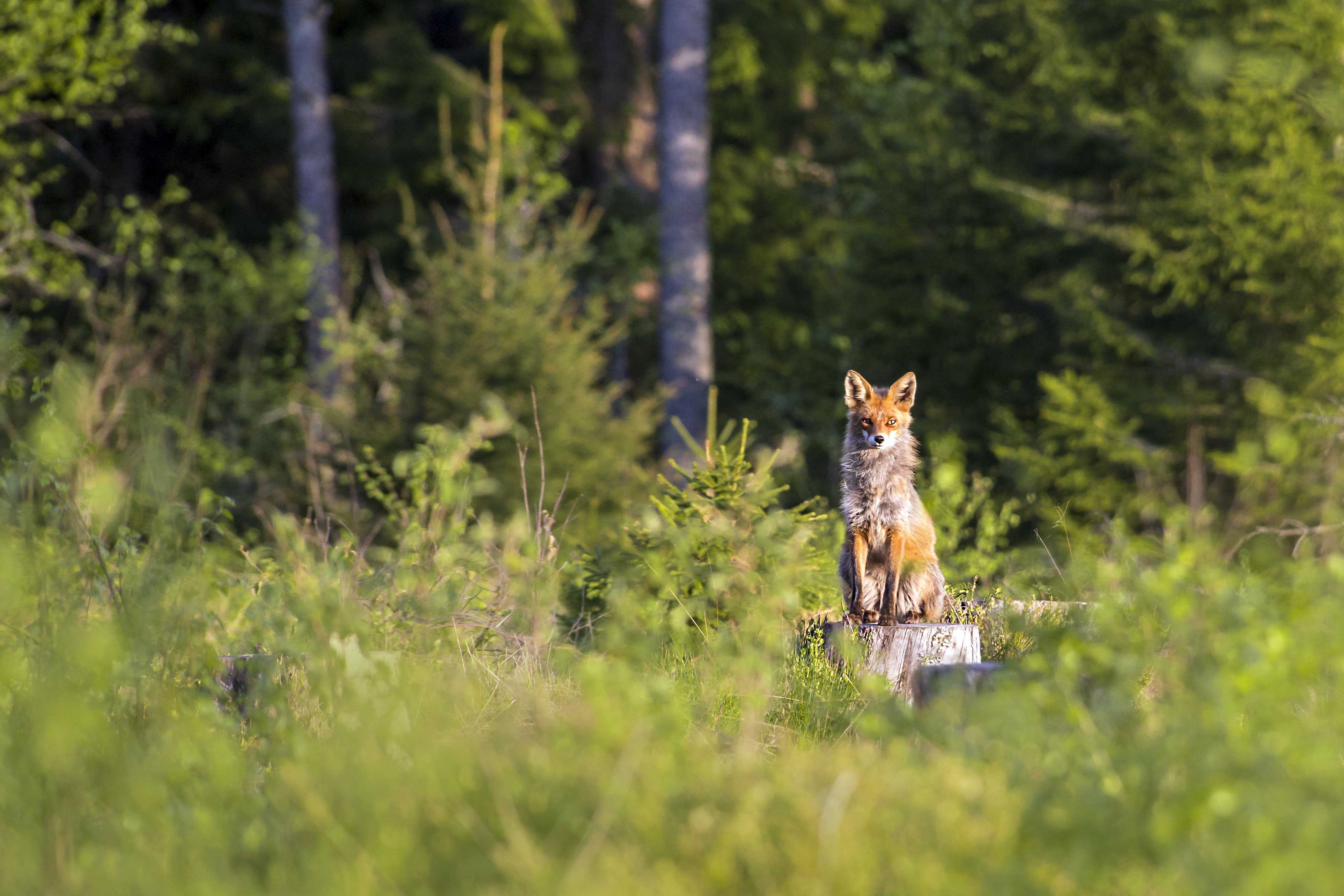 The Fox Woman by Kij Johnson The Fox Woman by Kij Johnson
