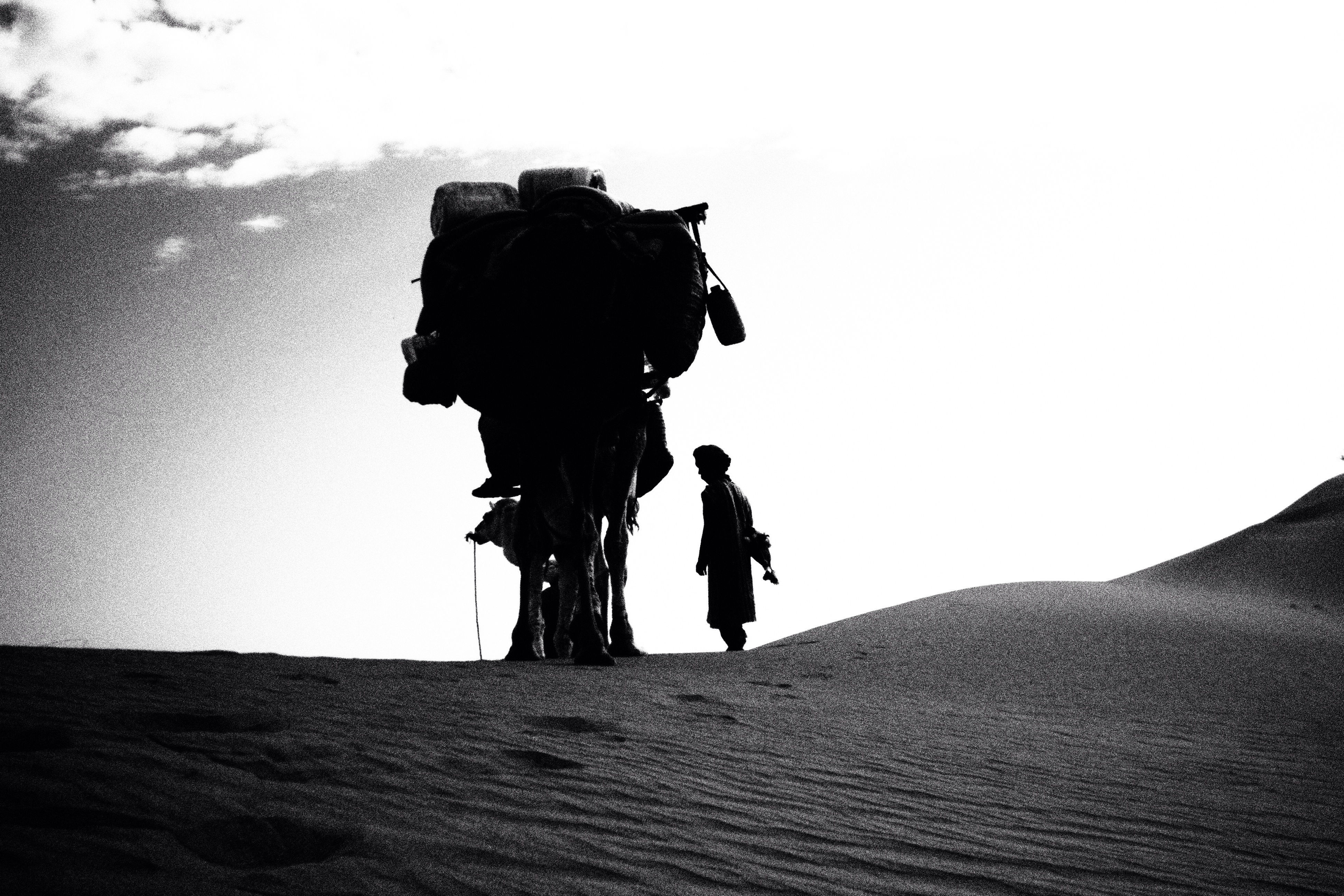 Comme une ombre dans les dunes