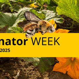 National Pollinator Week 2025: Celebrating the Tiny Architects of Our World