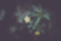 flower-1285143_1280.jpg