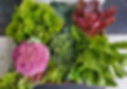 Main hero image. up-close photograph of fresh vegetable harvest from the garden