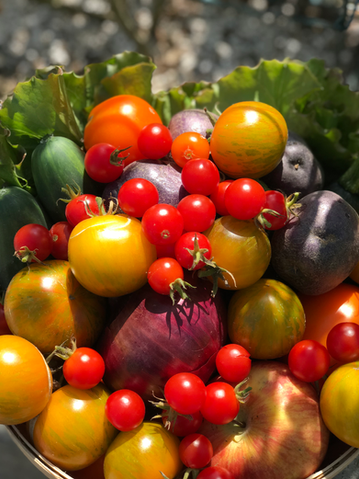 Summer tomato harvest in Costa Mesa