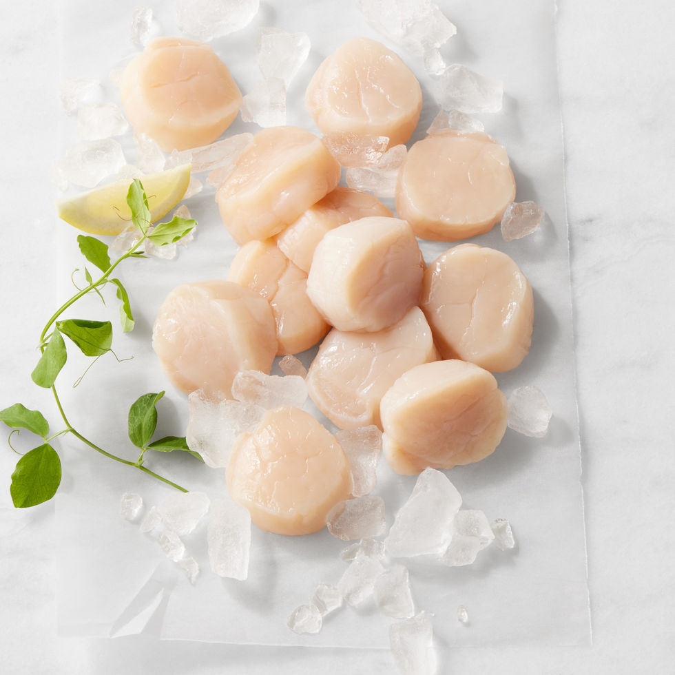 scallop.jpeg
