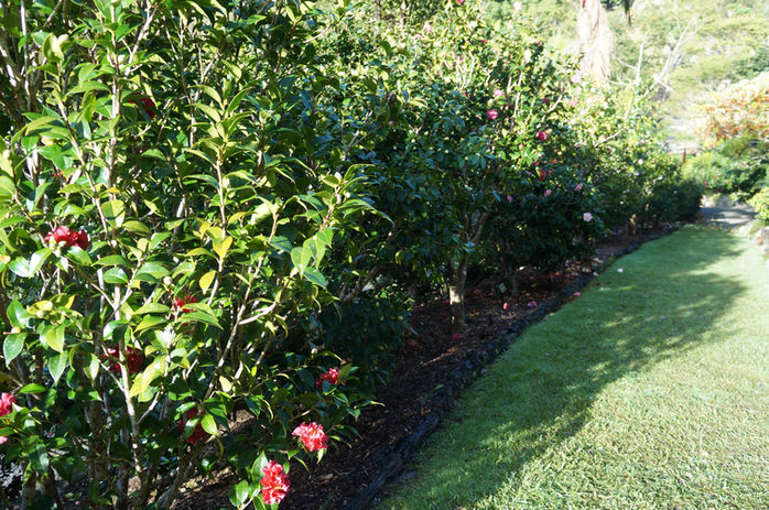 Camellia label grass road.JPG