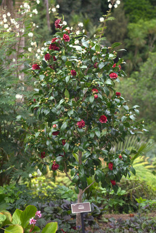 Takanini whole plant.jpg