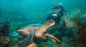 buceo3