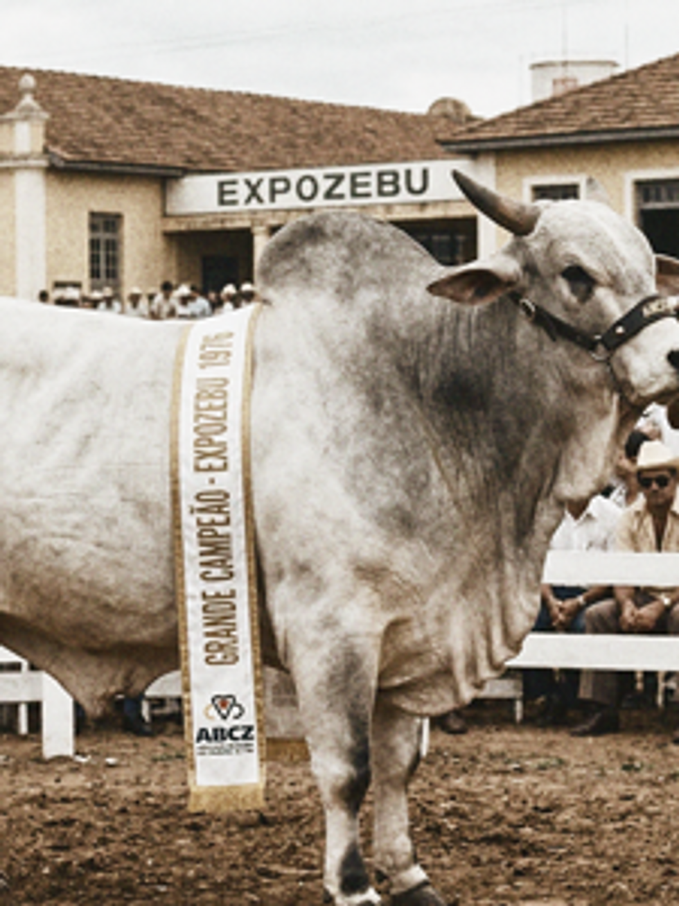 Embriones de Naviraí Genetics en Colombia
