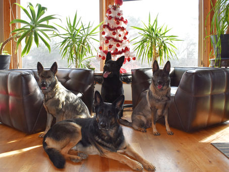 Merry Christmas from the Atlas Shepherds Family!