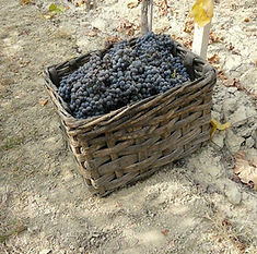 pc-piemonte-cesta-vendemmia-1500.jpg