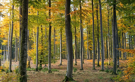 Woodland